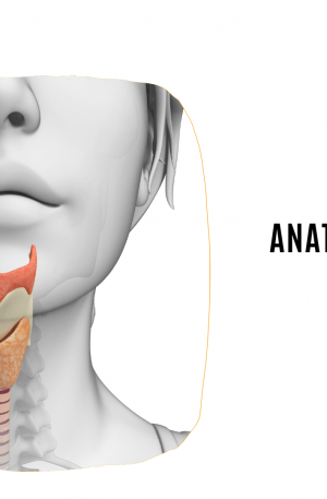 Anatomía Funcional para la Voz